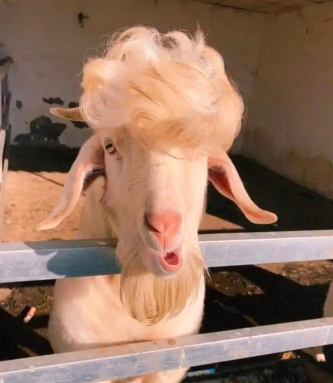 网友:感觉这只羊是与众不同的