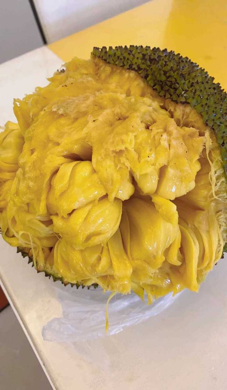 四季菠萝蜜之湿包 菠萝蜜分干包与湿包 湿包肉质细软,非常甜,易消化