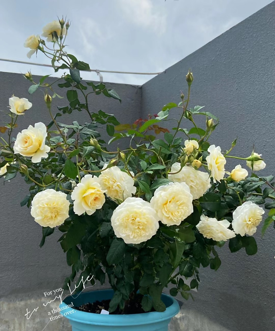 这种月季名叫"尤金妮",一个非常优秀的品种,株高仅1米迪,小灌木,也能