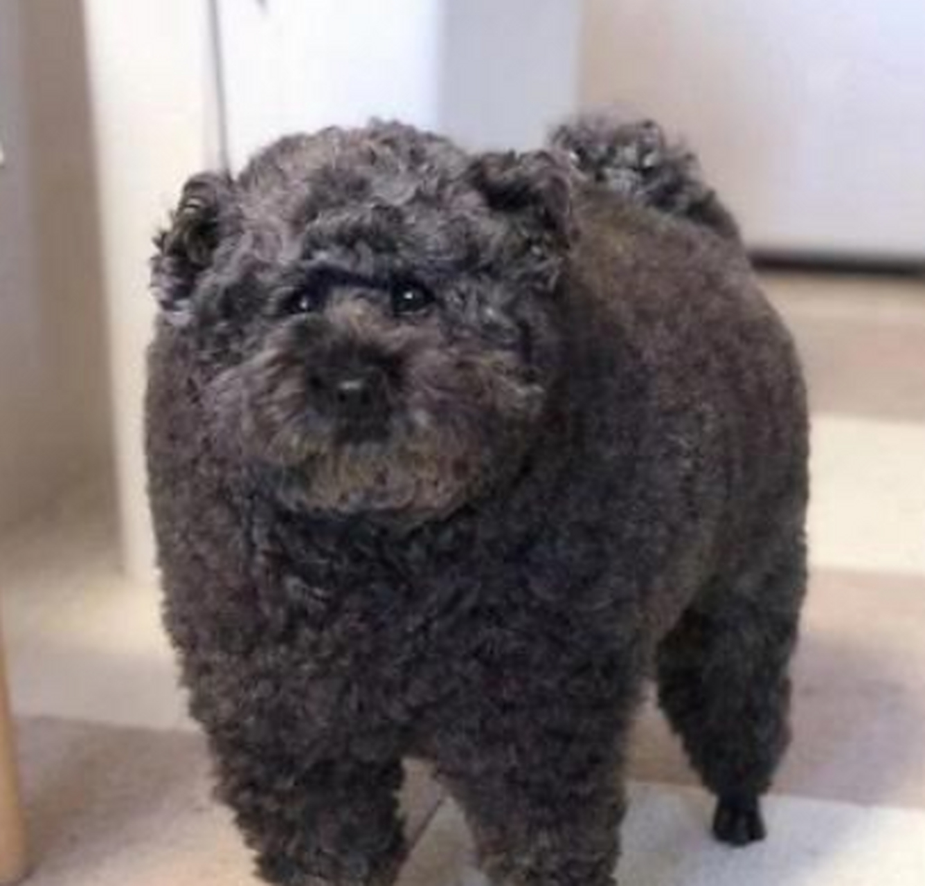 我家的胖泰迪,剪毛后vs剪毛前