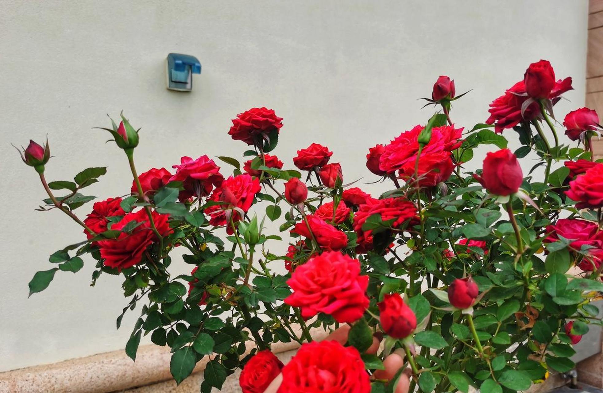 日蚀王阳台,专为阳台盆栽观赏而生的微型月季,和果汁阳台,海神王阳台