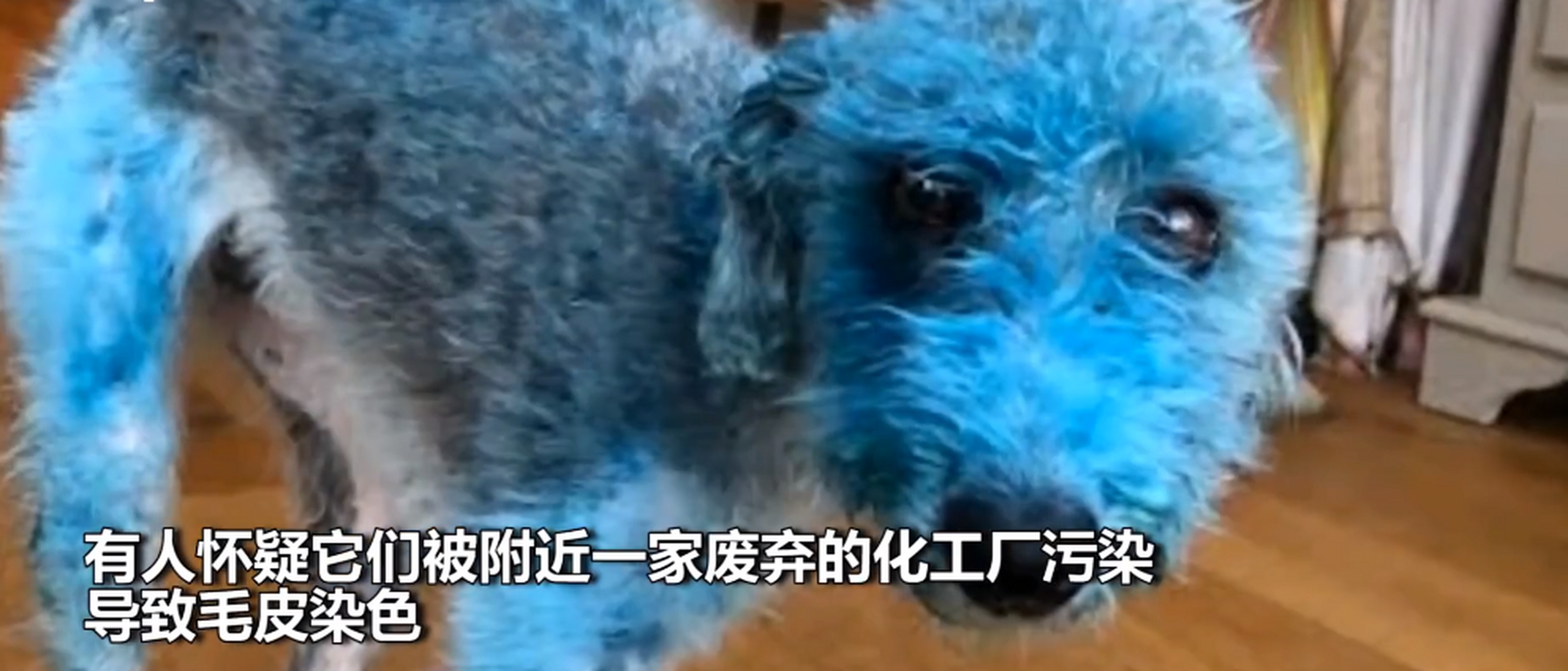 【#俄罗斯街头惊现成群蓝狗# 蓝狗群雪地中央挡住车辆十分渗人】近日