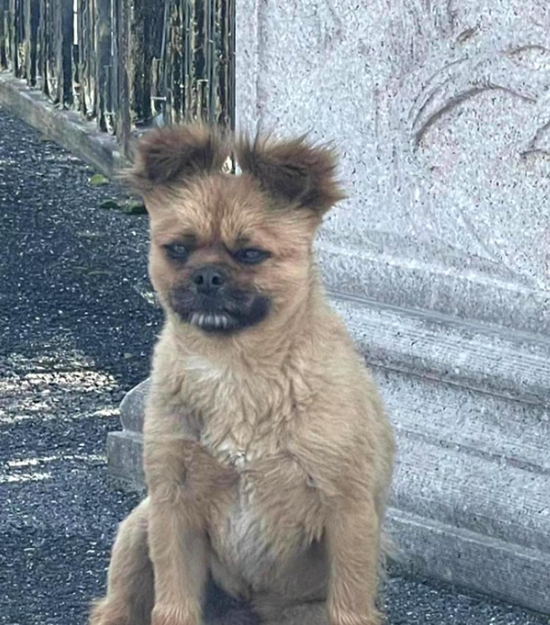 门口的小狗长相有些憔悴