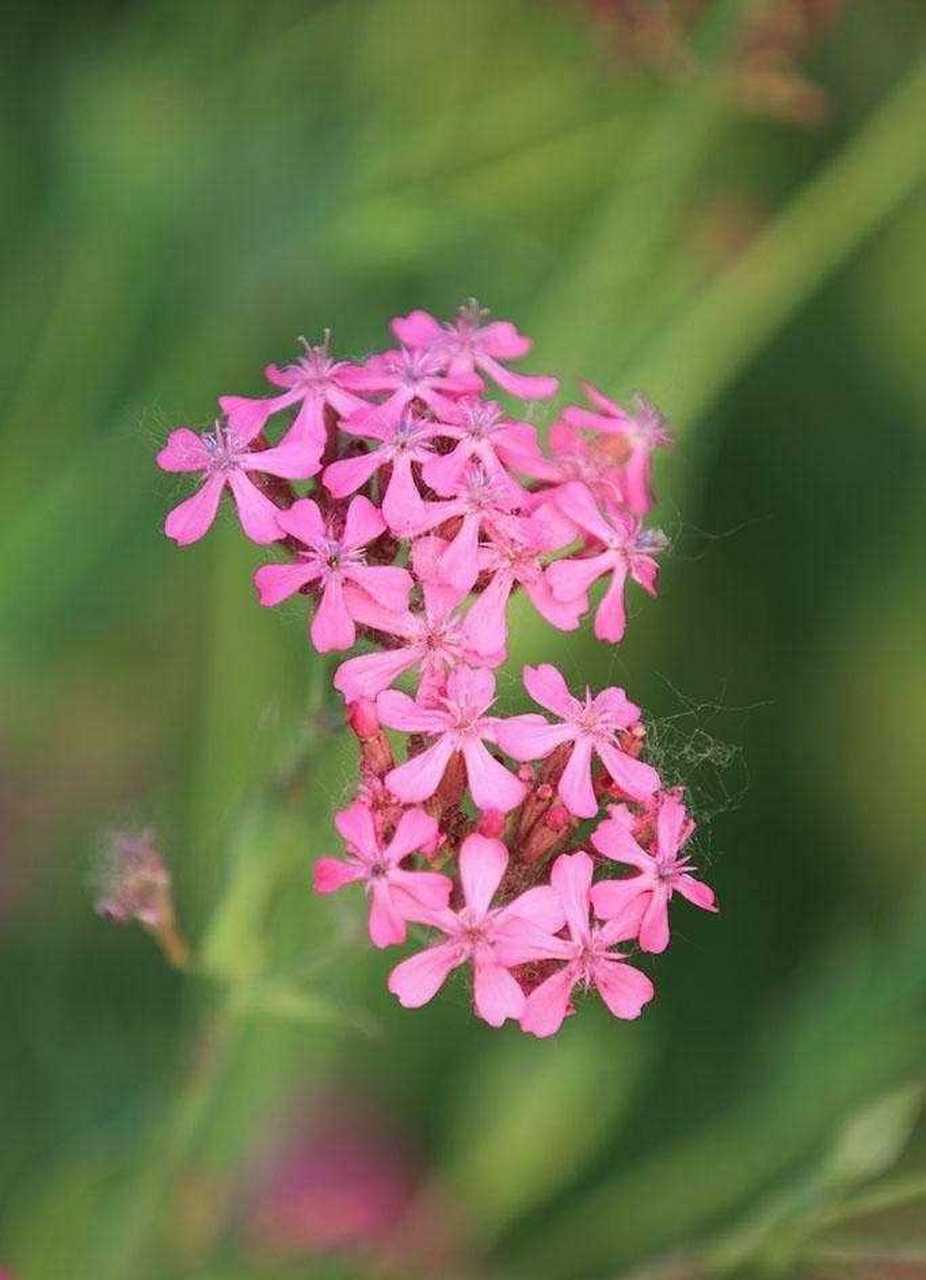 高雪轮花束图片