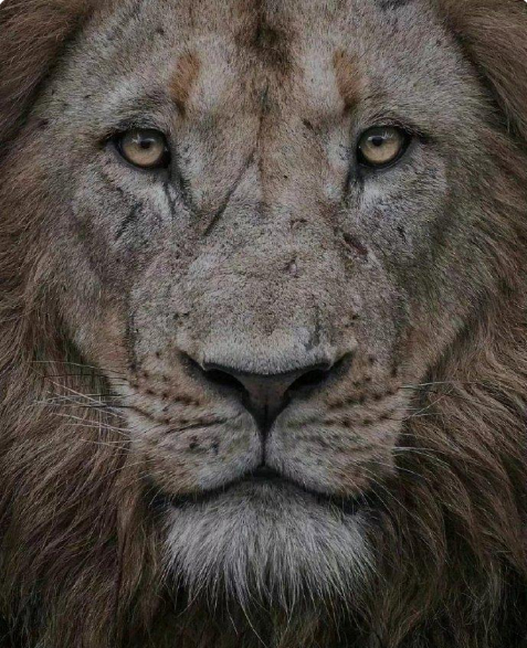 每天和野兽对视一分钟,你的眼神会更有力量.