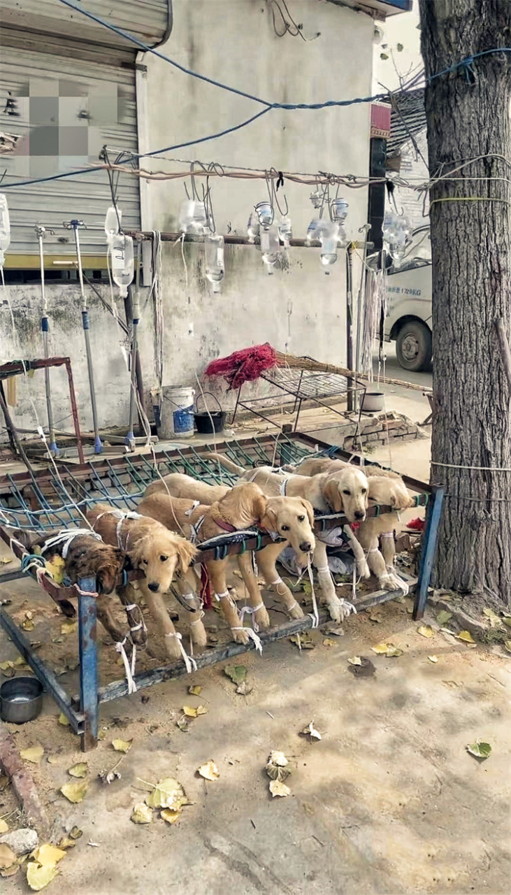 这几只小狗生病了,主人给他们输液.