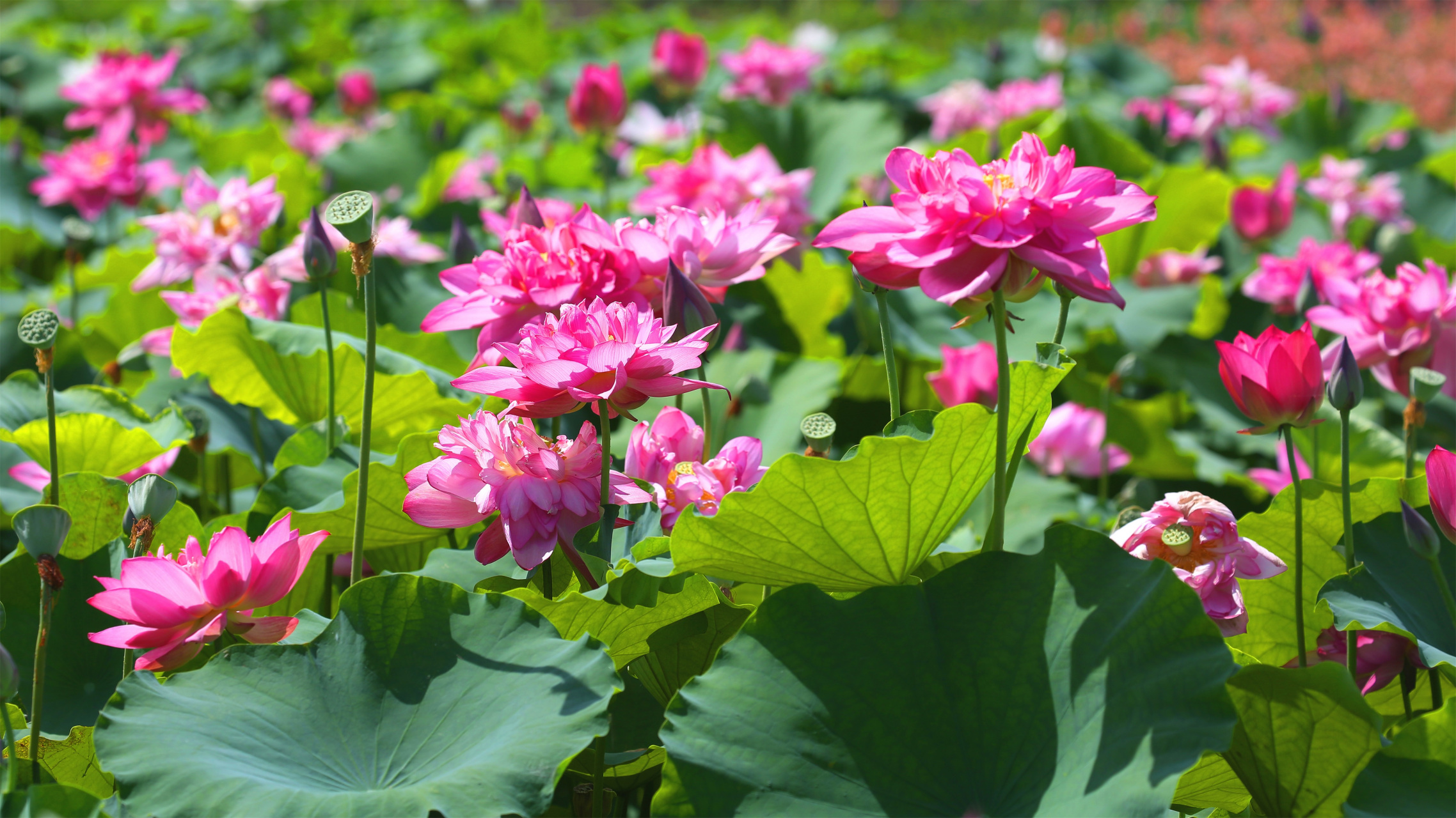 让我们一起去探索第十届荷美覃塘荷花文化旅游节吧!