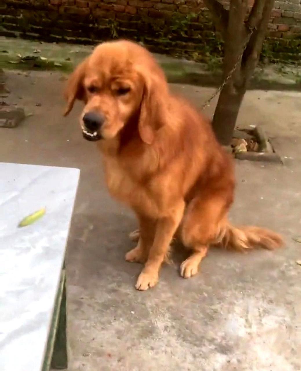 这只狗的长相有些奇特,让人印象深刻.