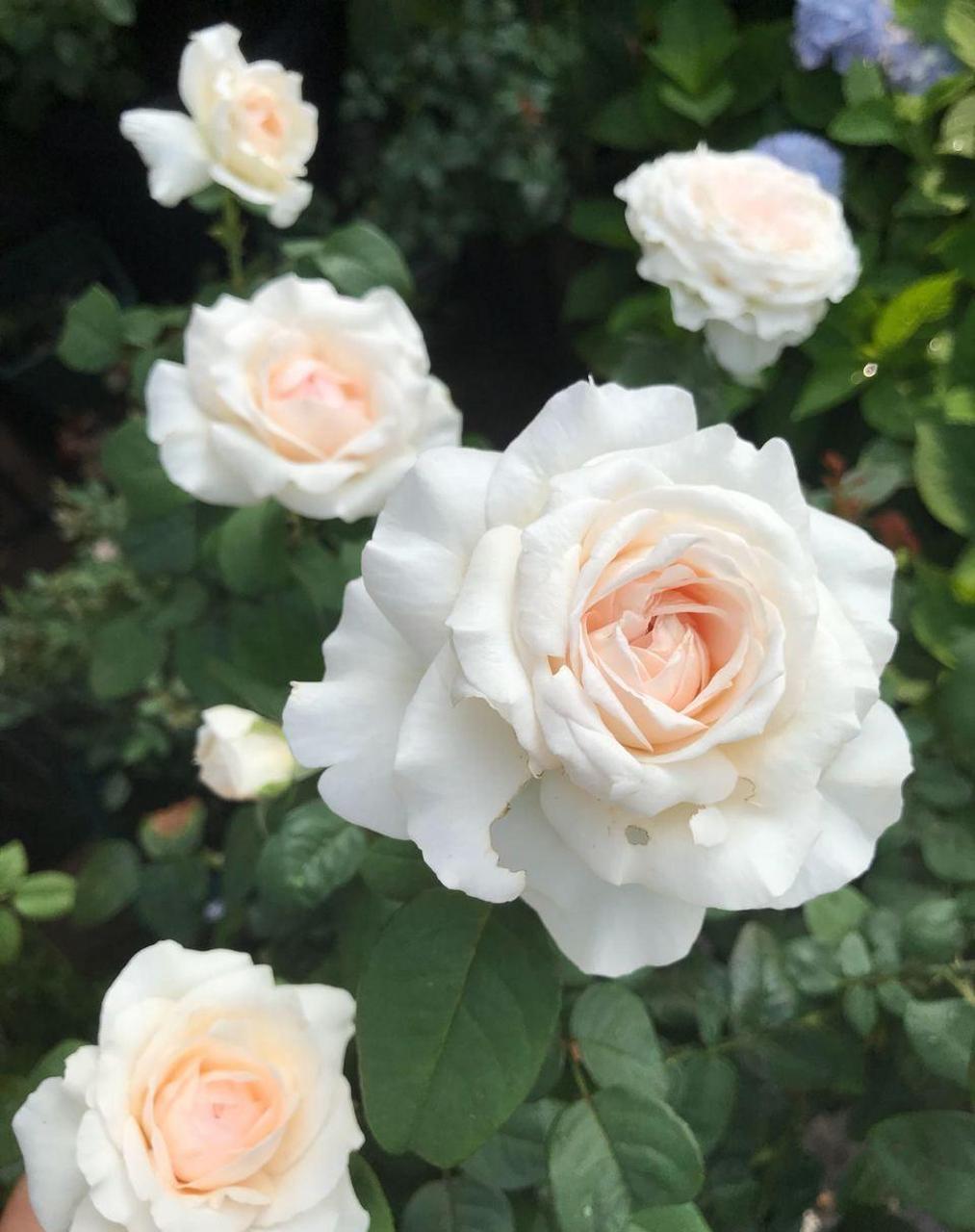 "草莓奶昔"(lesfraises),一个冷门,但优秀的月季花品种,株型低矮强壮