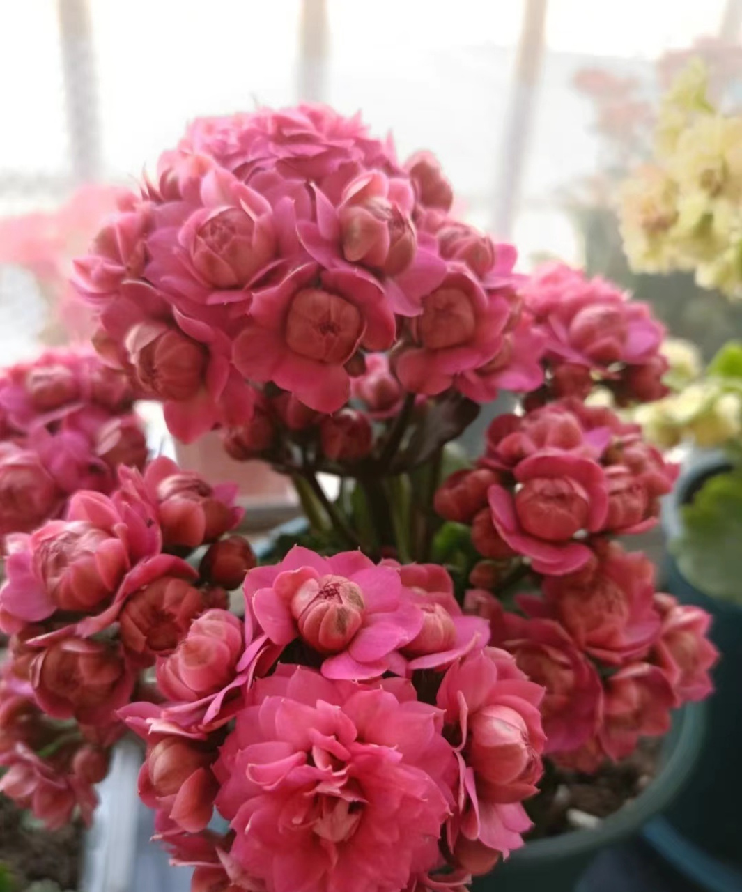 长寿花界的"巨无霸"——吉他(别名"唐卡"),花朵直径有3cm以上,花瓣