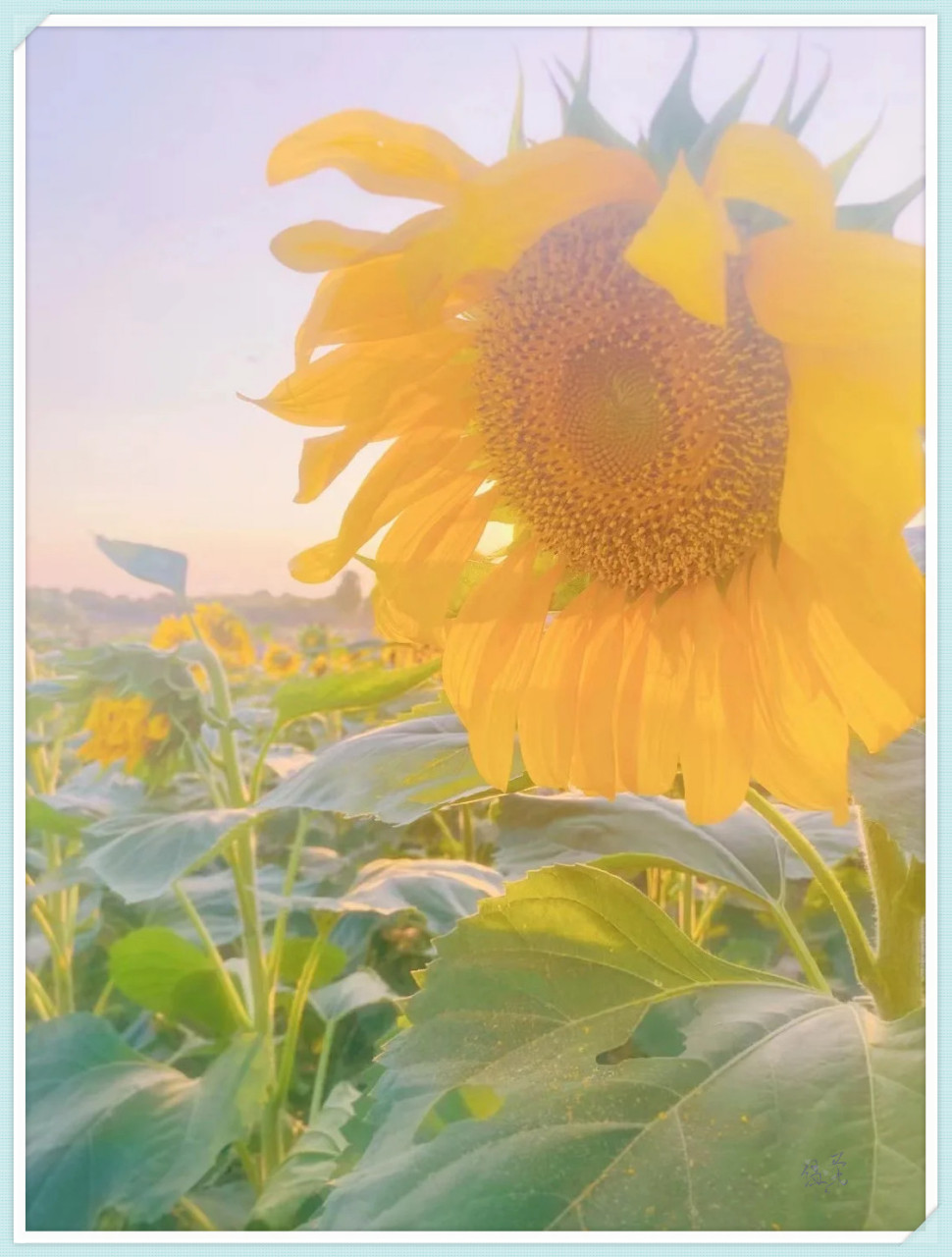 合肥牛角大圩风车花海,一个充满魅力的遛娃胜地,如此美景怎能错过!