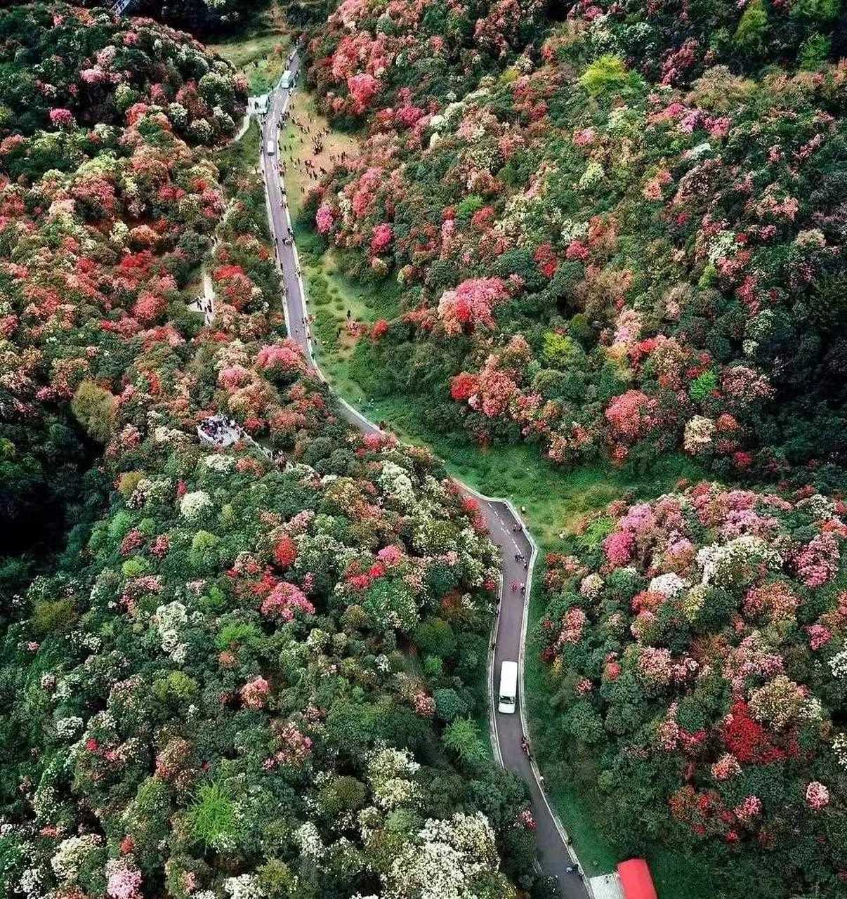 南山放牛村杜鹃花路线图片