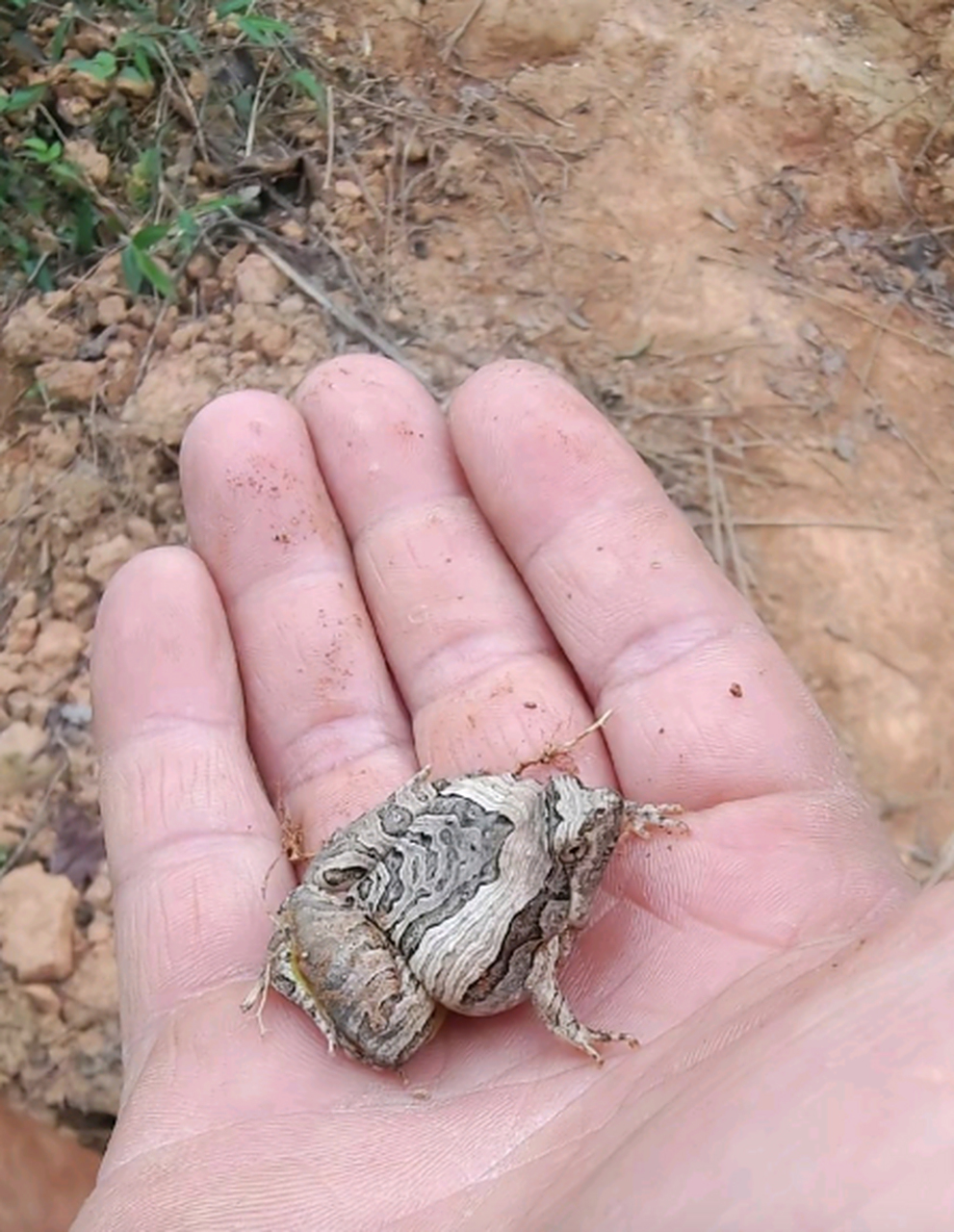 这是什么品种的蛤蟆,有毒吗