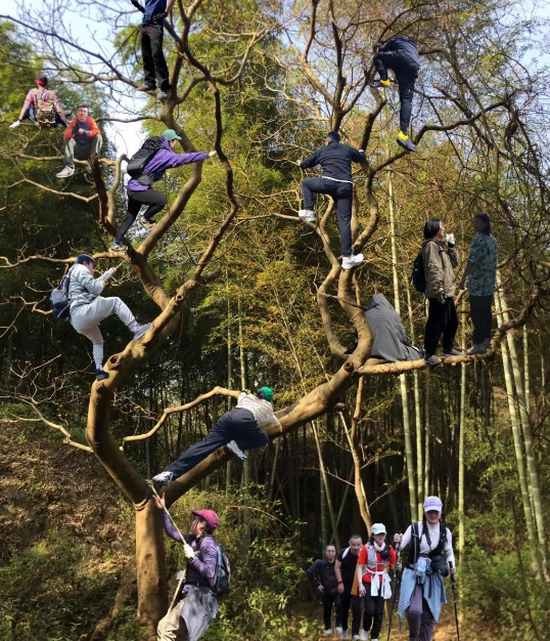 一群有共同爱好的人,  一起爬山  一起上树.