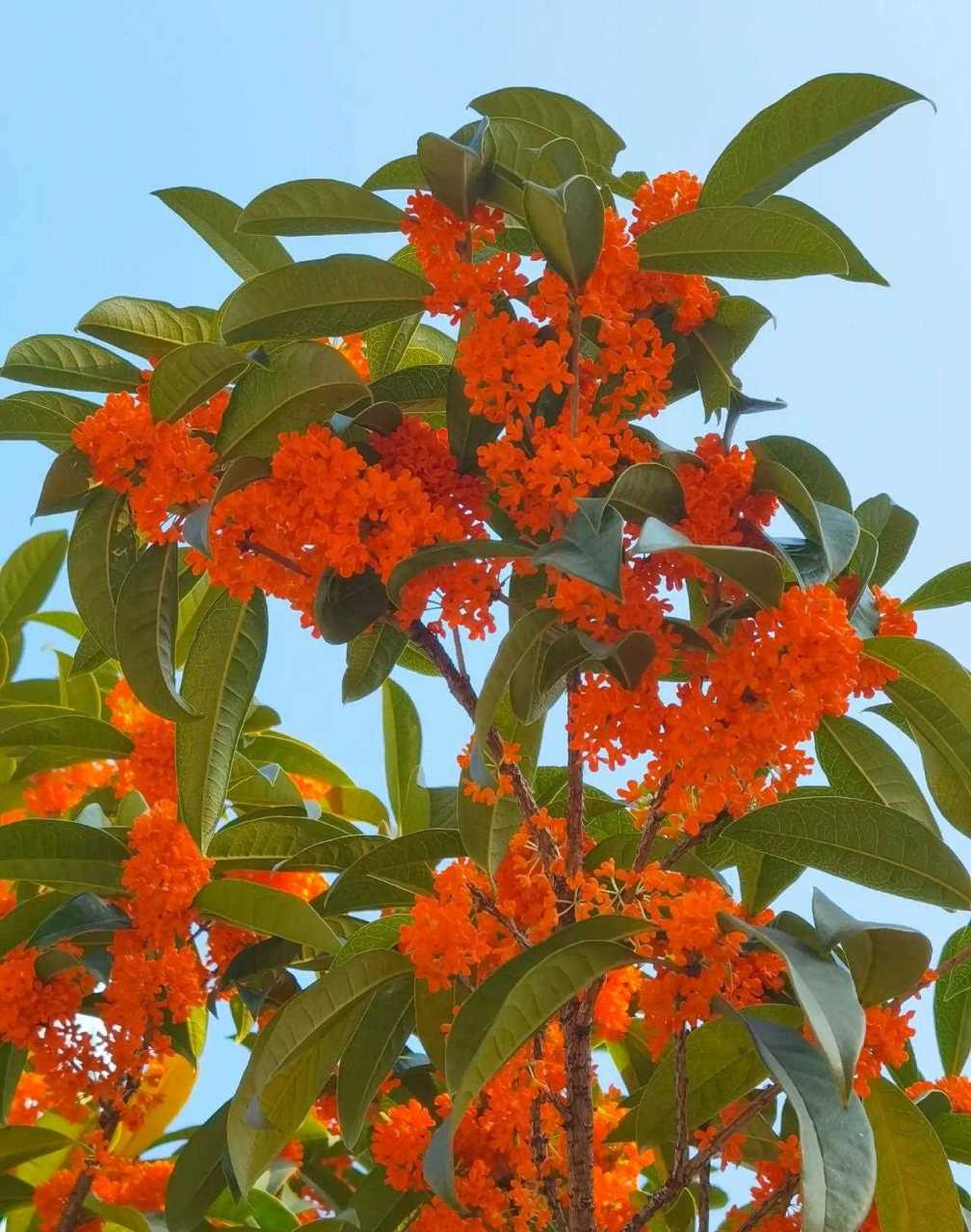 粒一团团的桂花,以前不知道是没注意还是这次开得太张扬,看这棵丹桂树