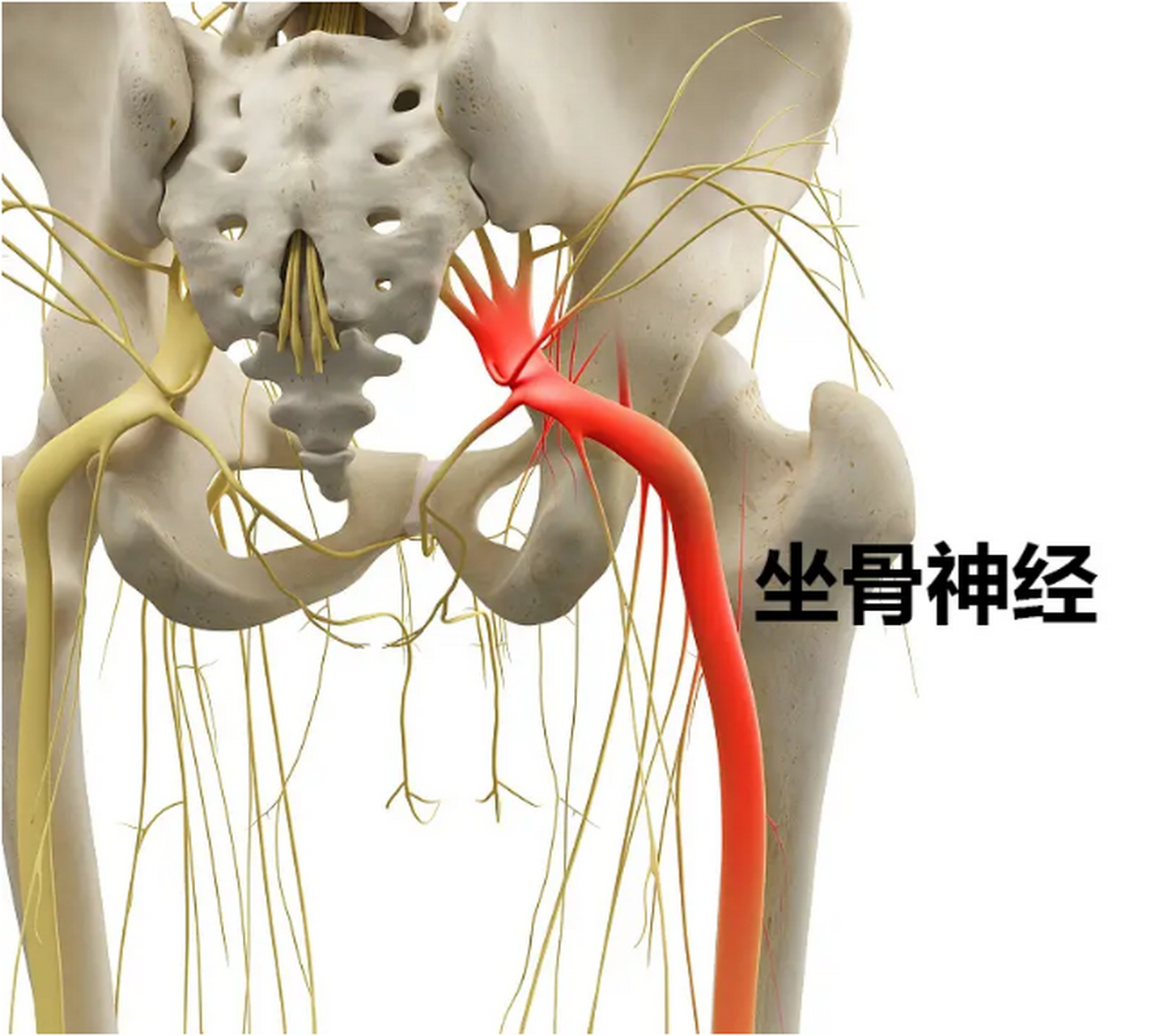 腰椎对应的腿部神经图图片