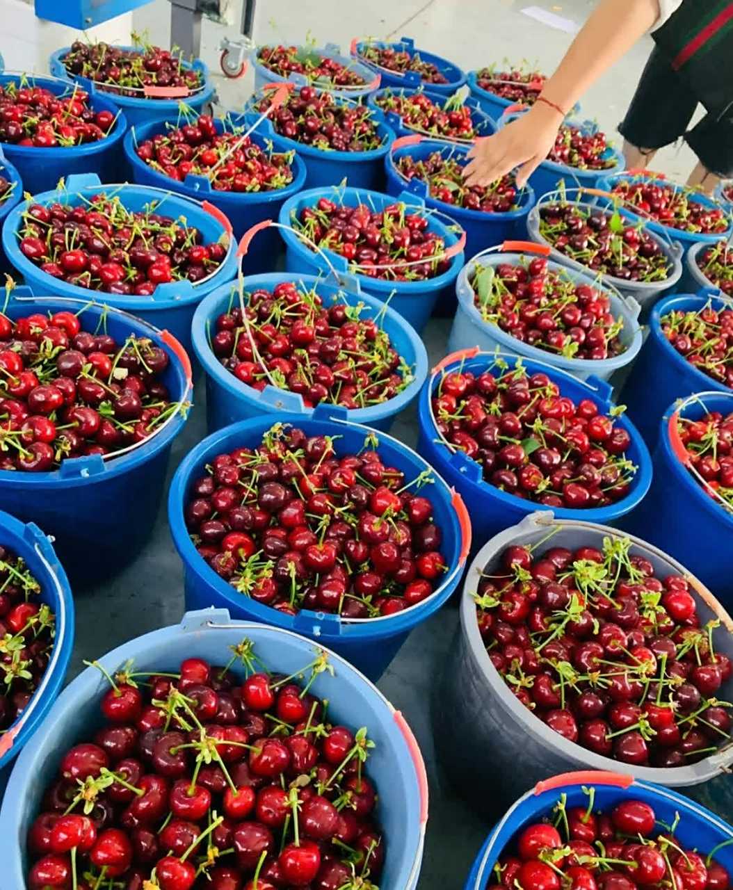 为什么超市里的车厘子比产地的车厘子贵那么多?