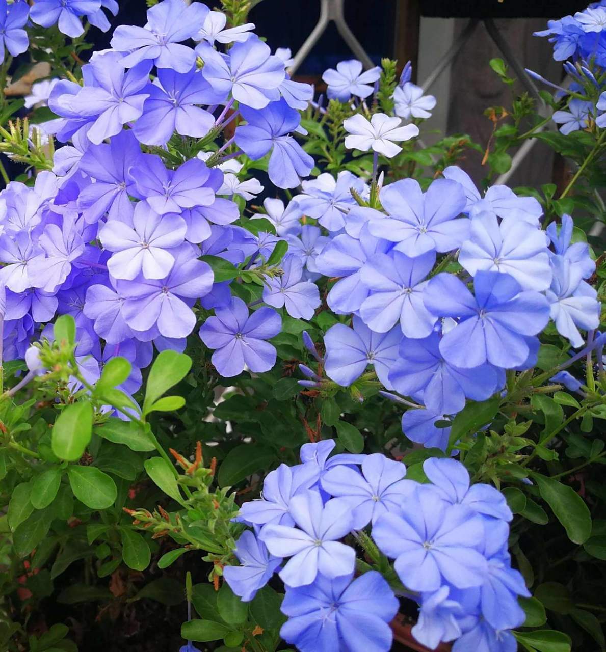 蓝雪花最大的亮点在于它的花色,天蓝色的花朵看起来清新又自然,一点都