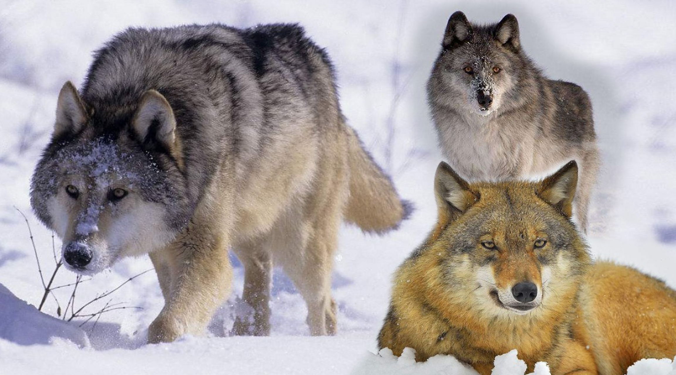在狼群中,除了狼王夫妇有交配权,其他成员都没有繁殖后代的权利.