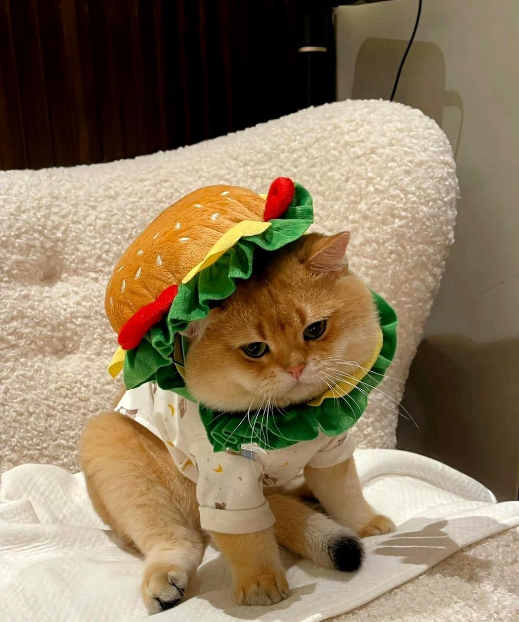 我太喜欢这个可爱搞怪的猫咪头像啦!