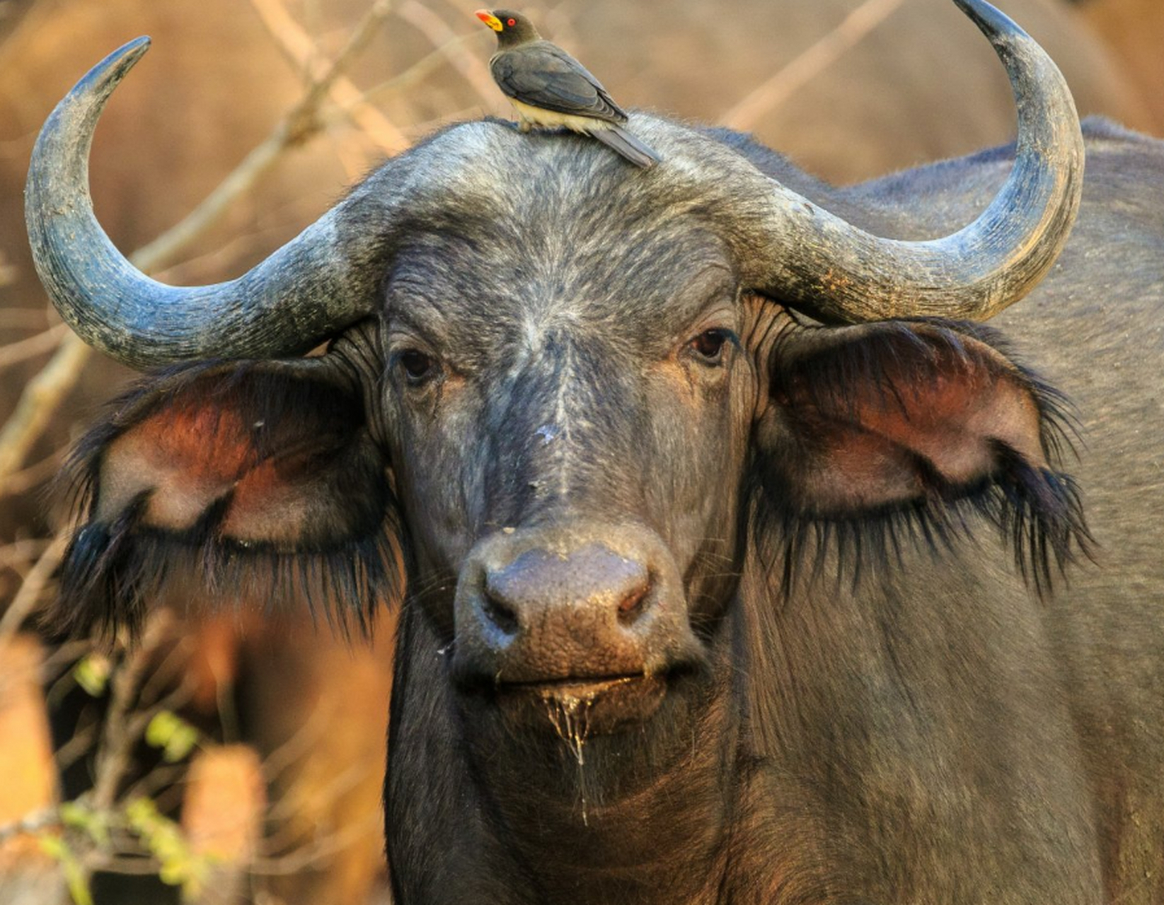 地球上最凶猛的动物 野牛(非洲水牛当代表)非洲水牛也称非洲野牛,是