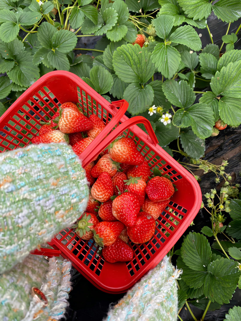 莓心 莓肺 快樂加倍