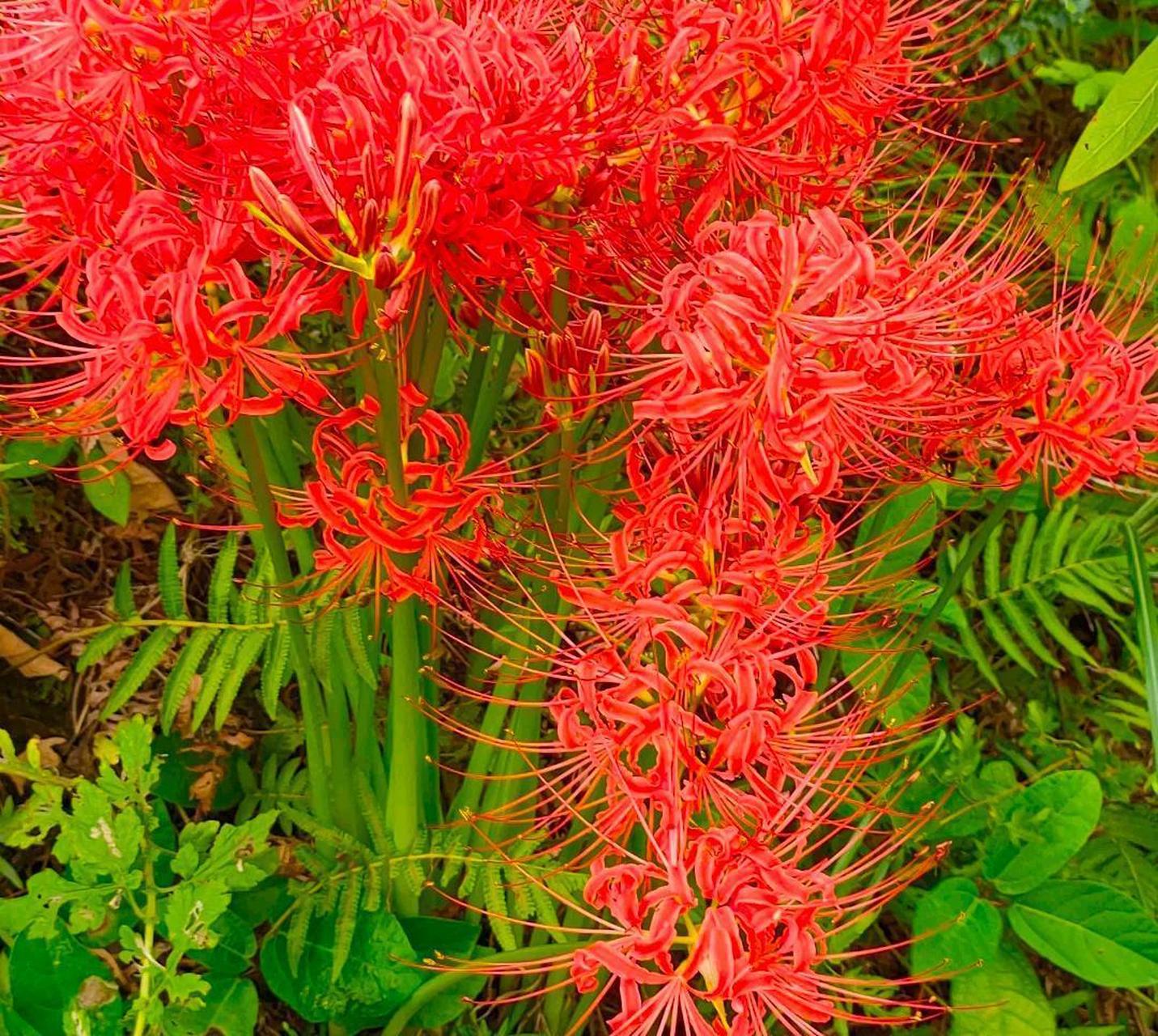 传说中黄泉彼岸花,花叶永不相见