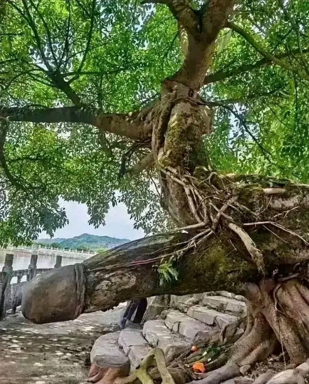 这棵黄角树,我看了一下估计有上百年吧!