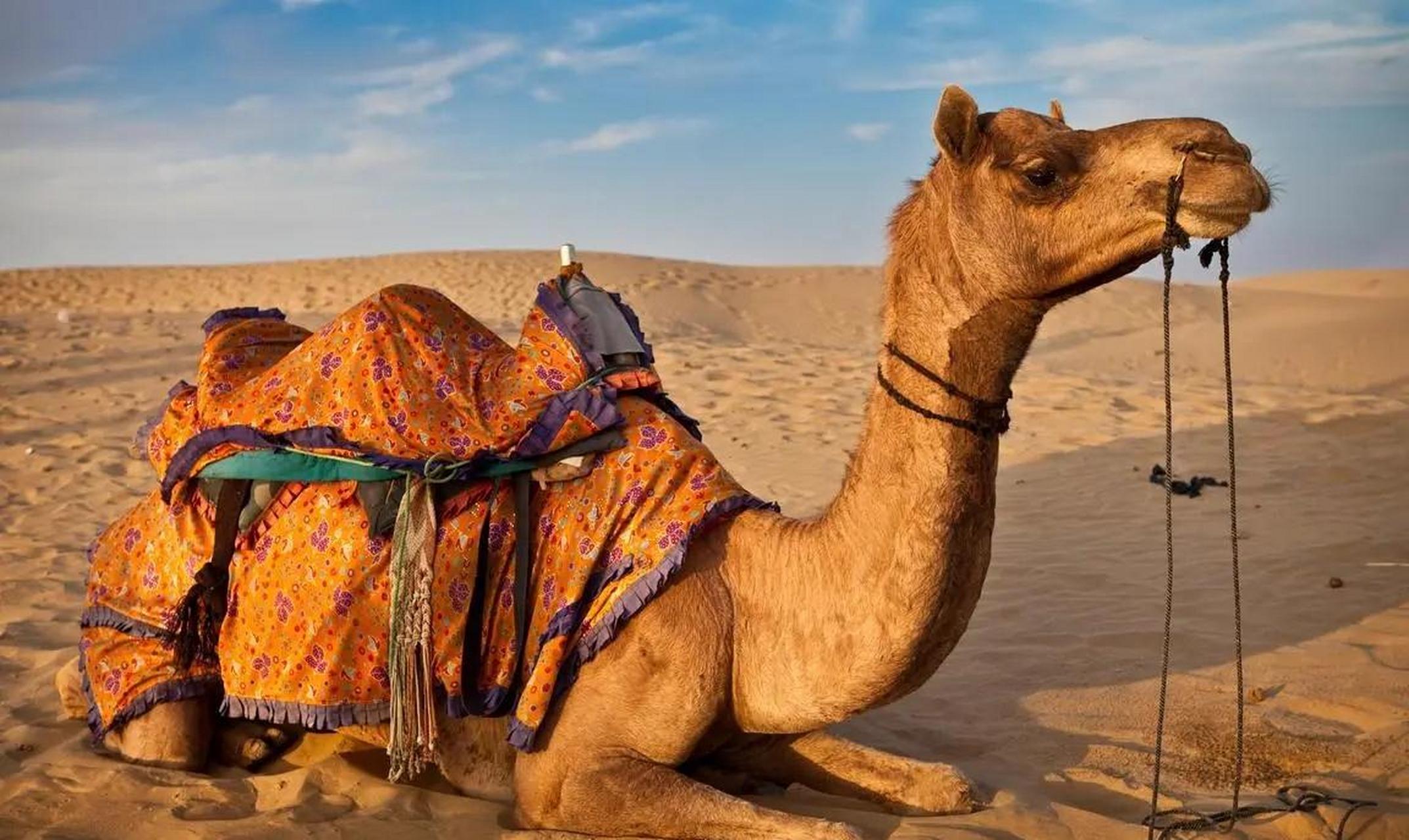 [撒花]1959年,一新疆少年在沙漠中发现了一只濒死骆驼,少年不忍心看