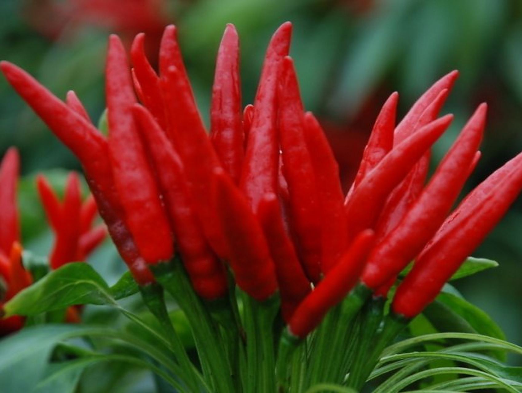 香花辣椒为农产品地理标志产品,产地主要分布在河南省南阳市淅川县