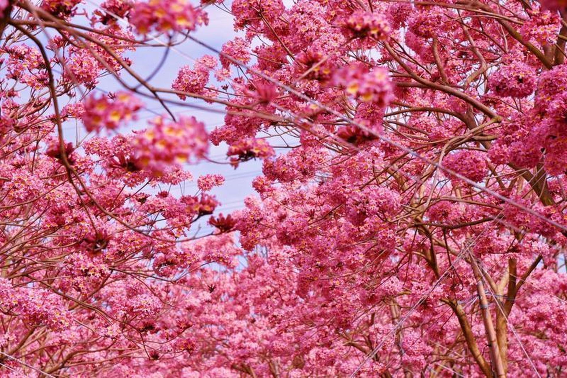 南沙紫花风铃木盛开,粉紫色花海火爆"出圈"