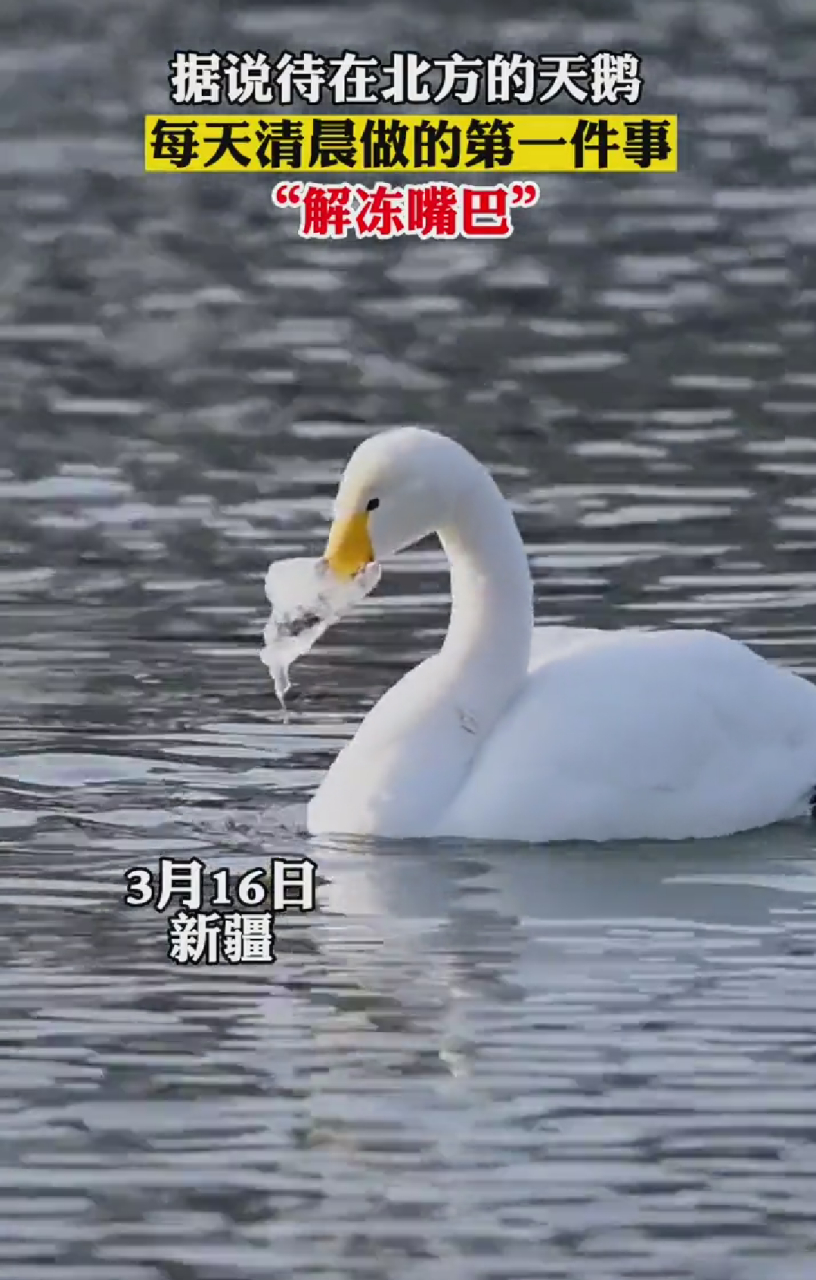 终于知道死鸭子嘴硬是怎么来的了[左捂脸]