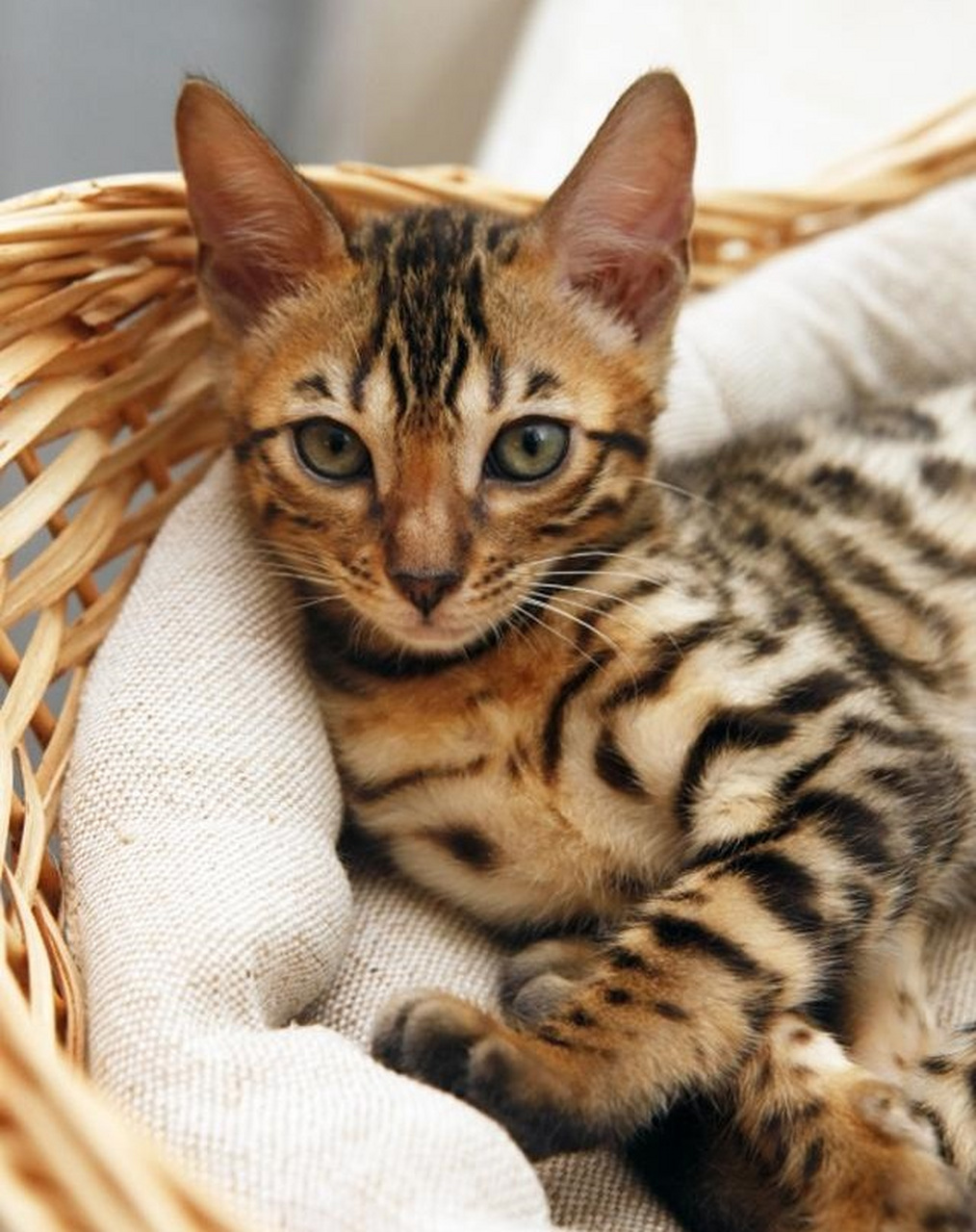 阿瑟拉猫,是一种最新培育出来的猫种,暂时没有得到任何猫协的承认