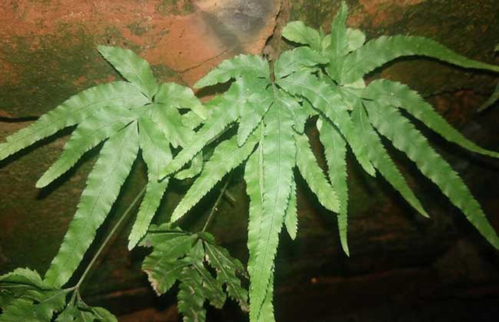 凤尾蕨,真的长得像塑料!