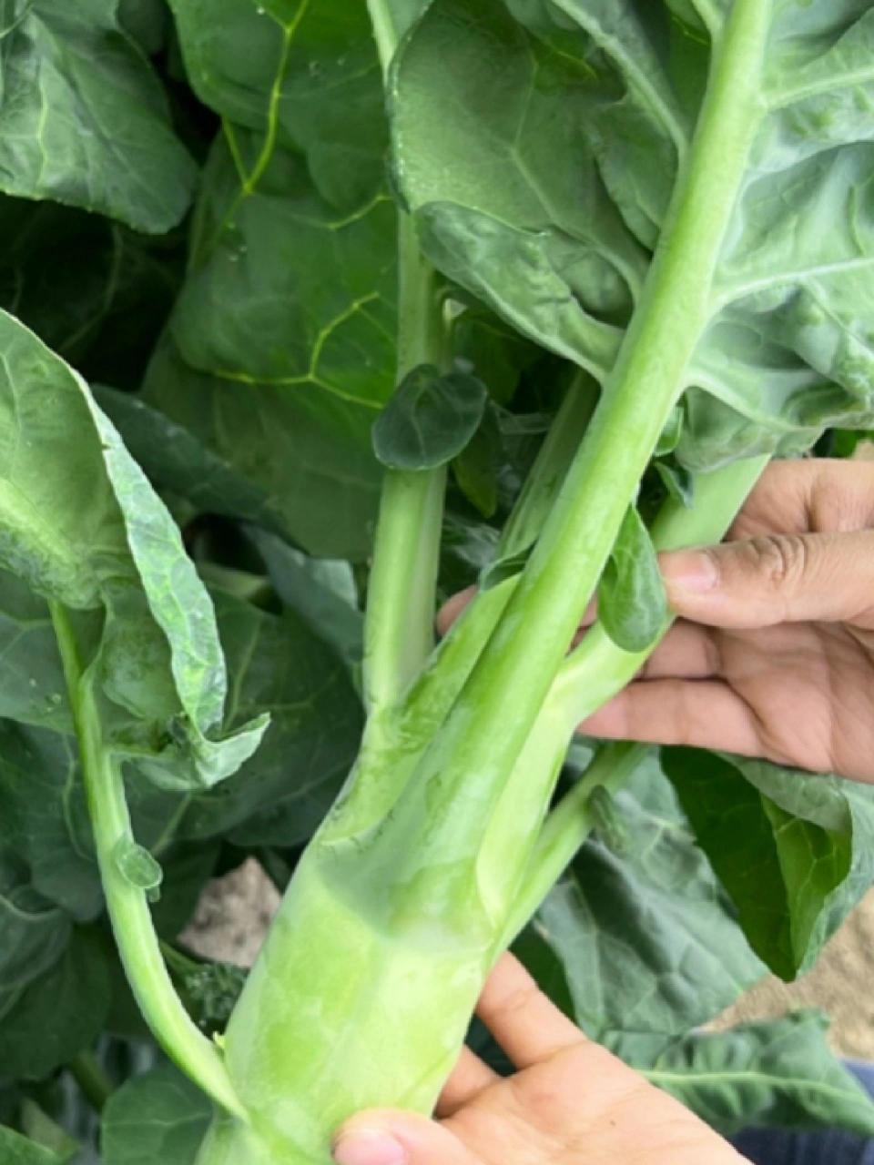 今天,我要跟大家分享一下我种植鸡腿芥兰的经历.