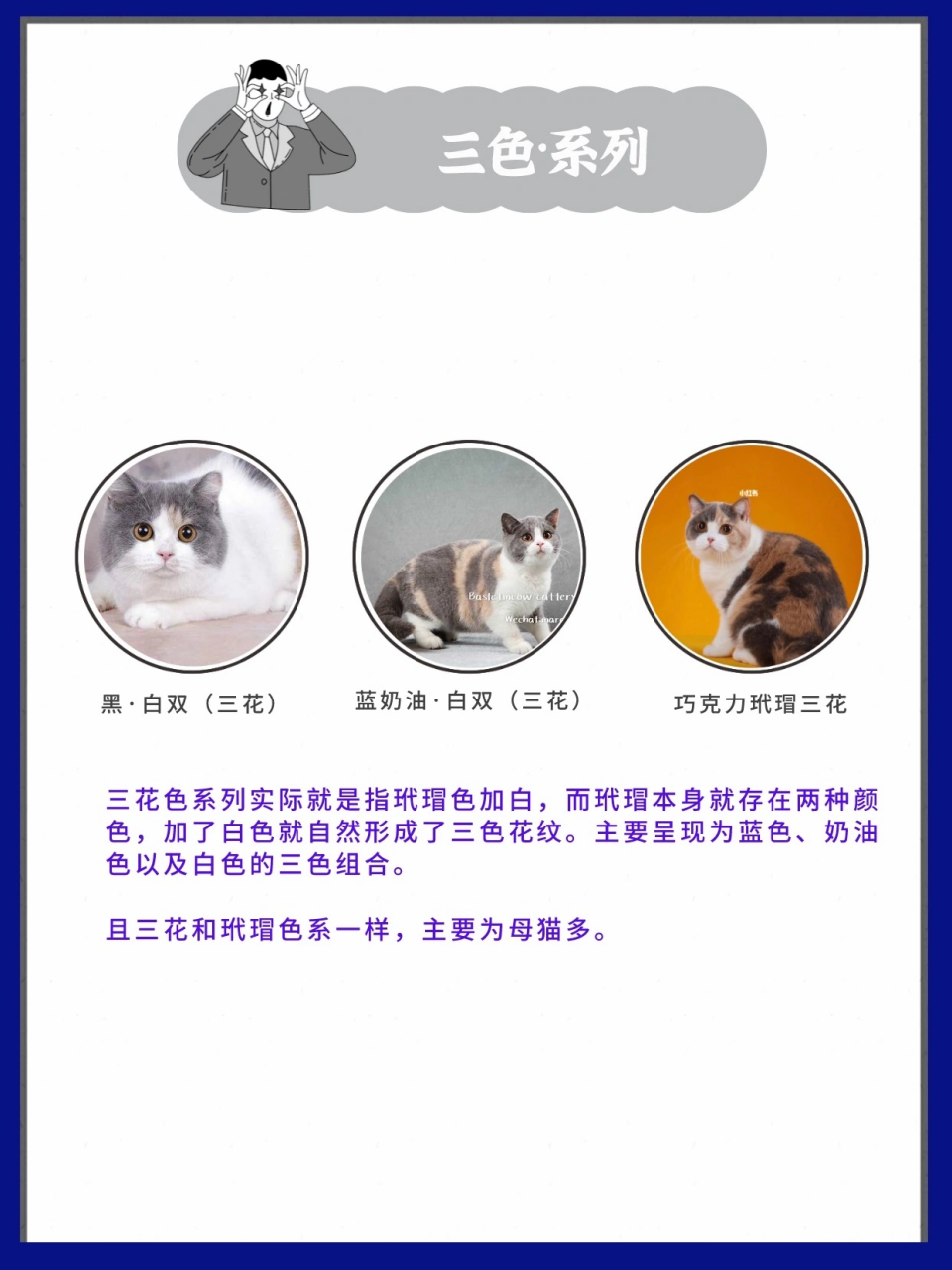 吐血整理英短花色图鉴猫咪配色有多少 为什么要介绍英短的配色呢?