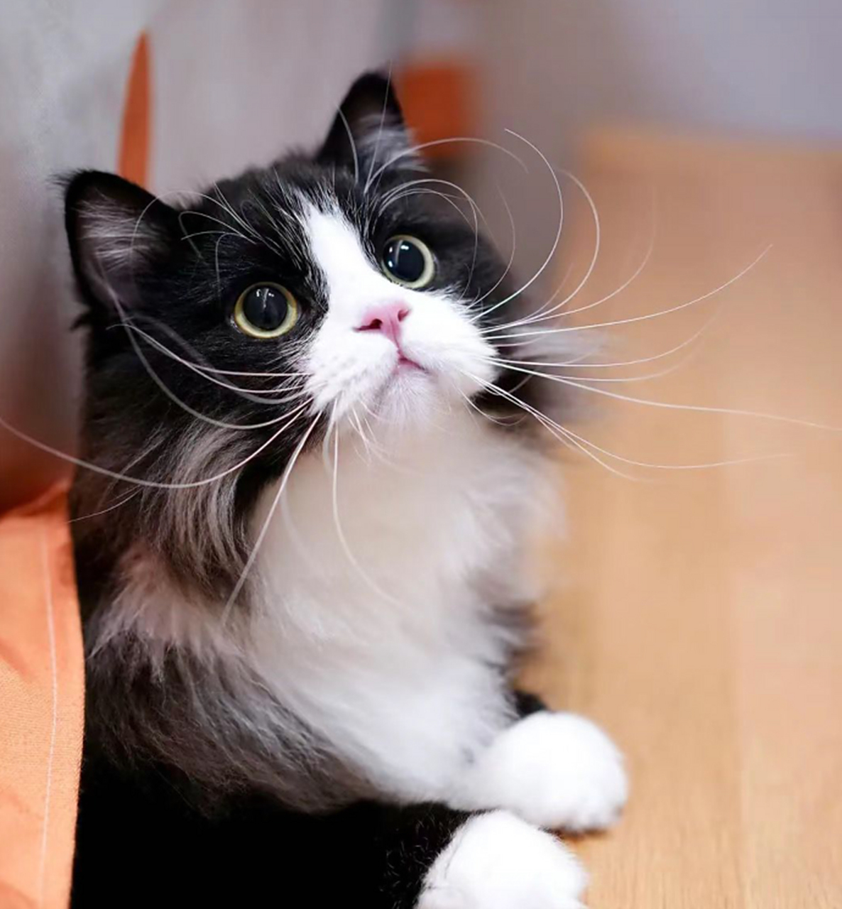 一双渴望吃零食的眼神啊! #搞笑萌宠