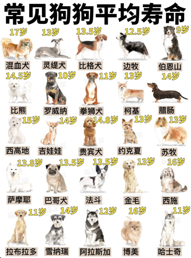 犬平均寿命要比大型犬长一些