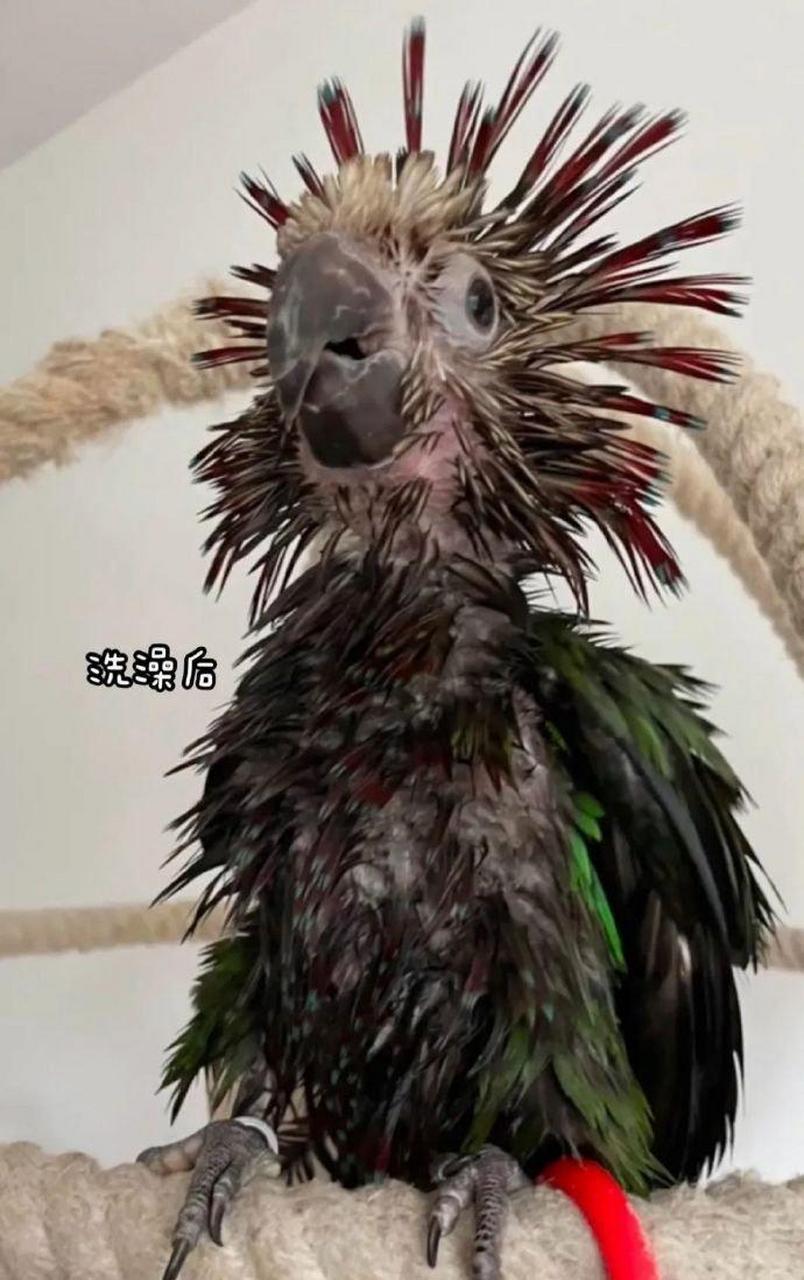 印第安老斑鸠