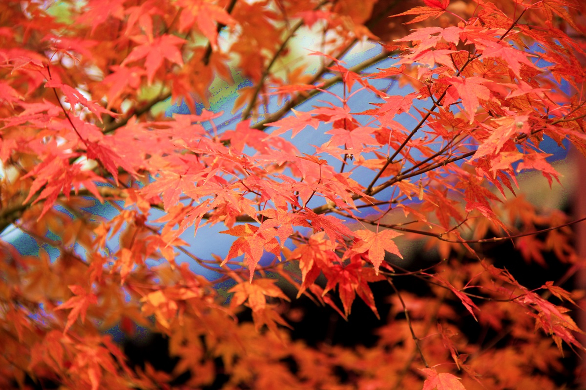 南京过冬怎么能没有#   每年冬季,南京栖霞山的红枫成为当地最亮眼的