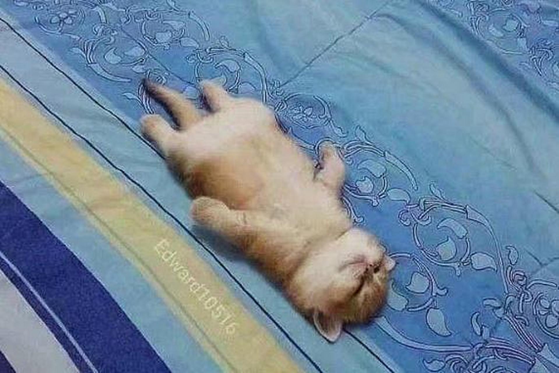 像这么"四脚朝天"睡觉的猫宝宝,估计连猫妈妈以前也没见过吧