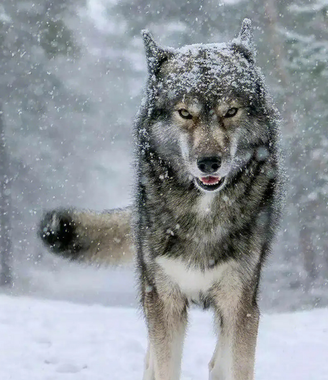 地球上最凶猛的动物 狼(最强的北美灰狼做代表)北美灰狼是分布在美国
