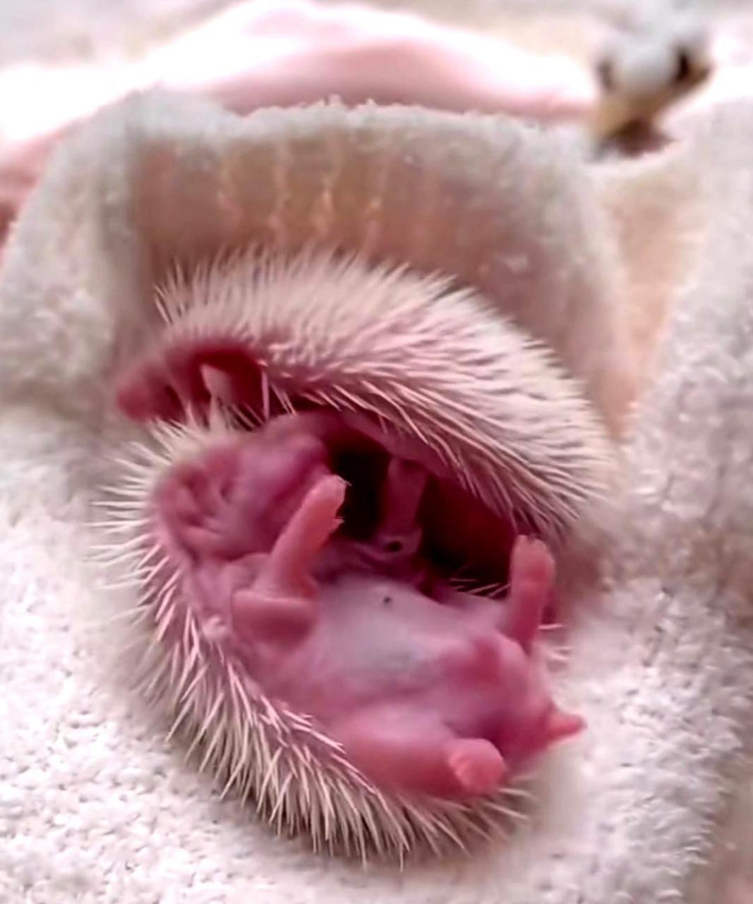 初次见到刚出生的小刺猬,感觉它太可爱了.