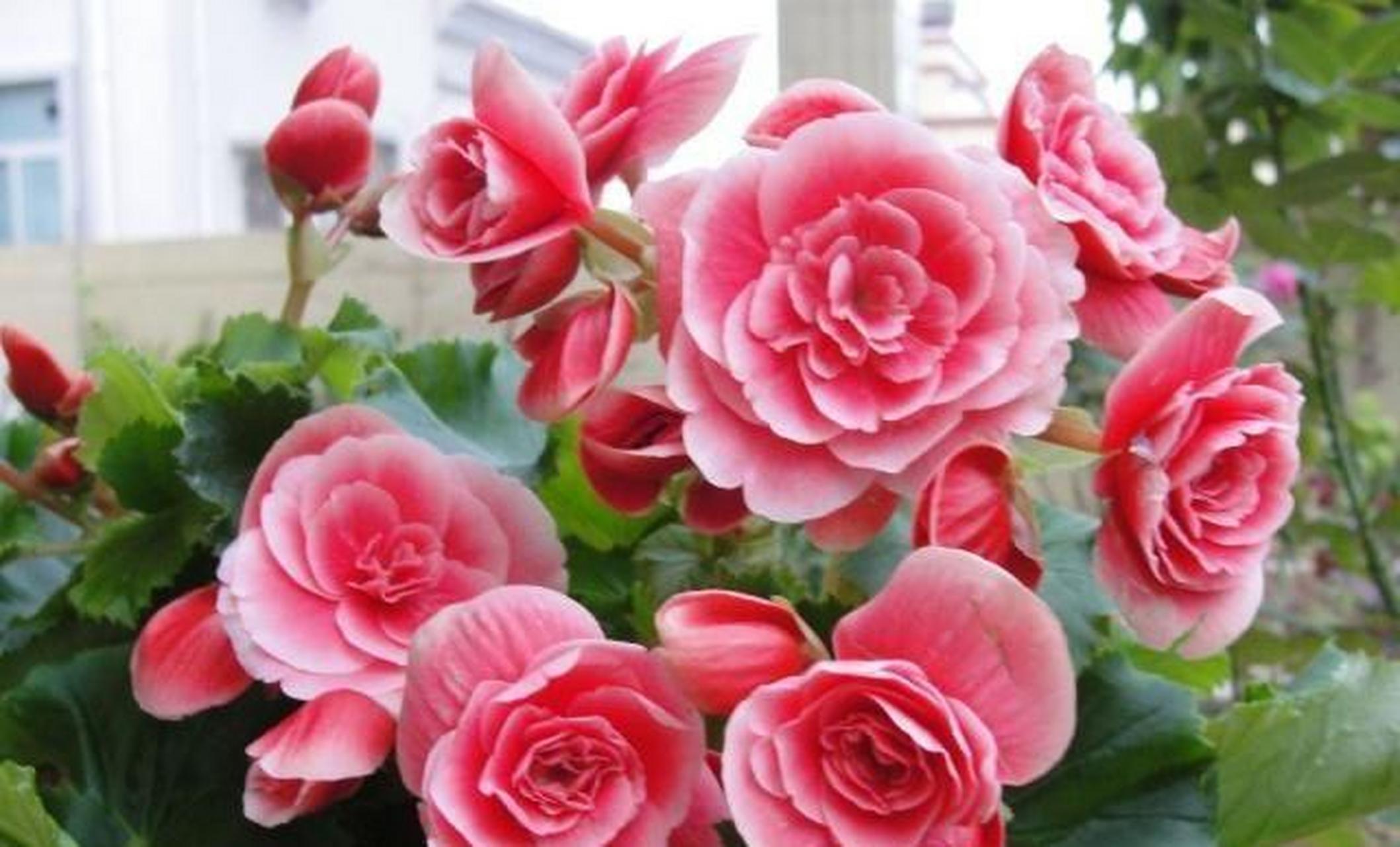 丽格海棠是一种非常漂亮的观花植物,它的形态比较优美,叶色常年翠绿