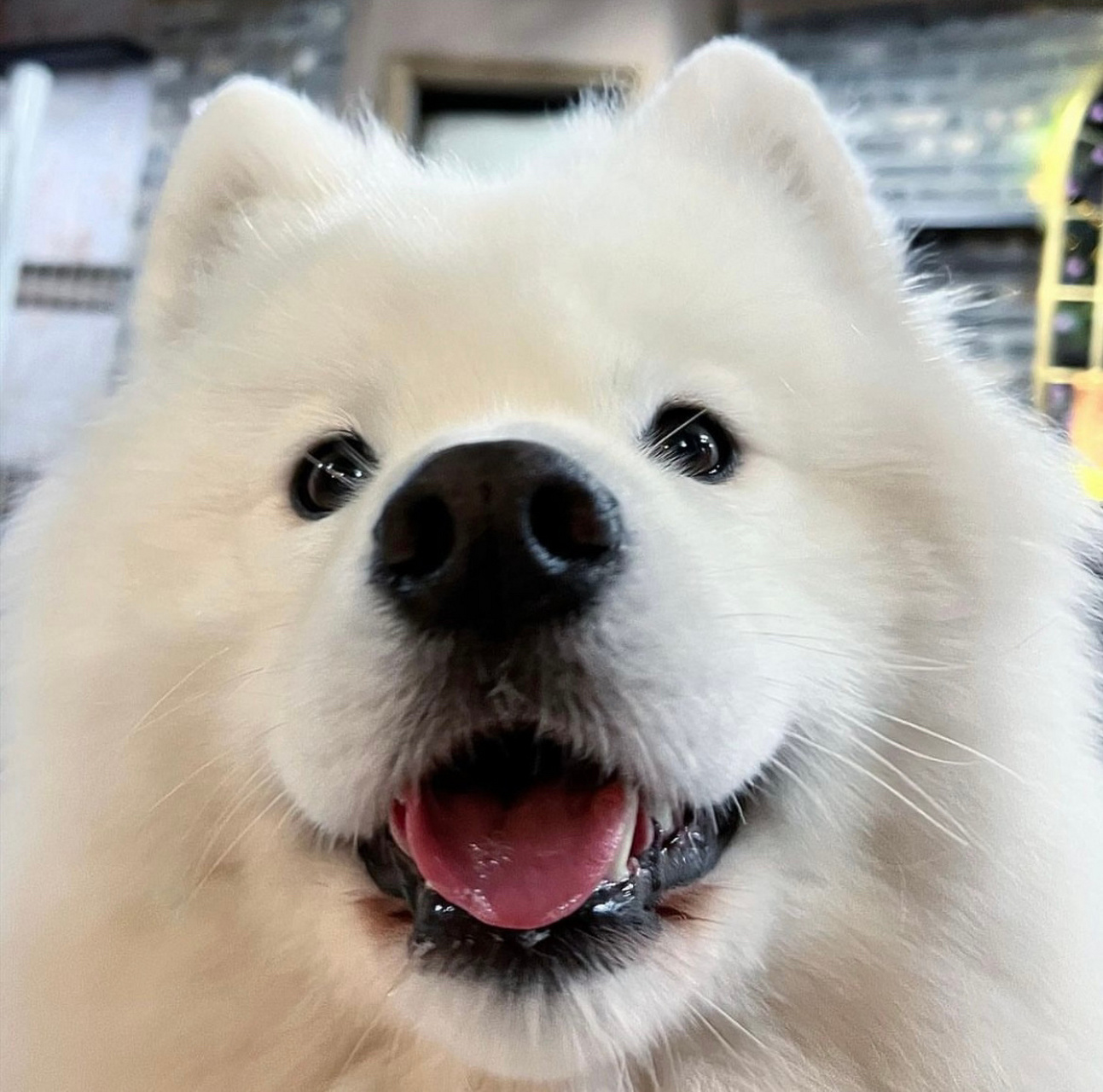 狗狗眼!