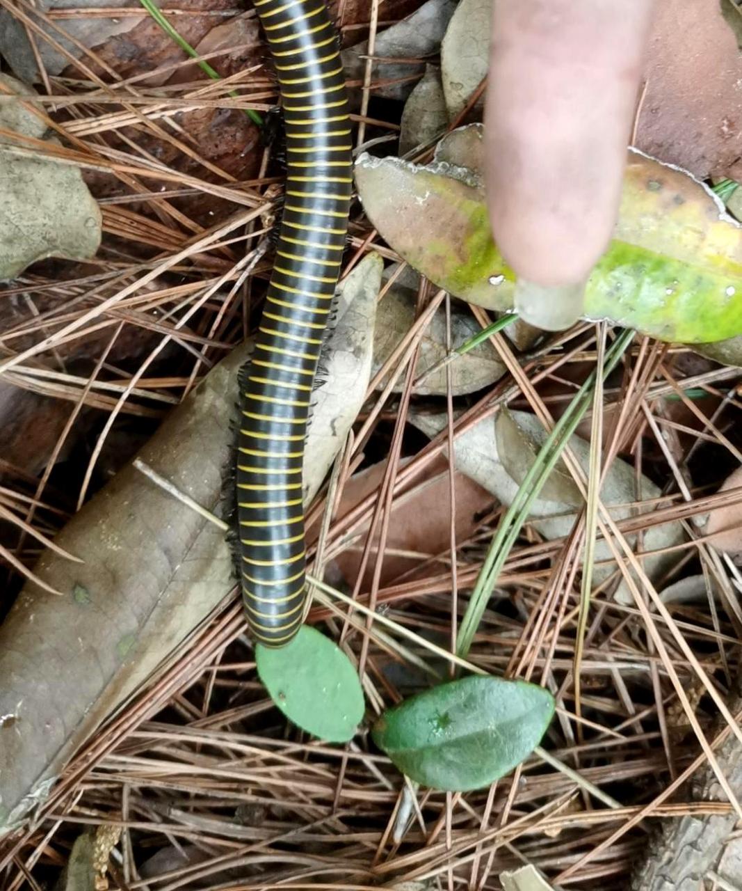 据朋友所说,这种动物被称为马陆,当遇到危险时会释放有毒气体,味道