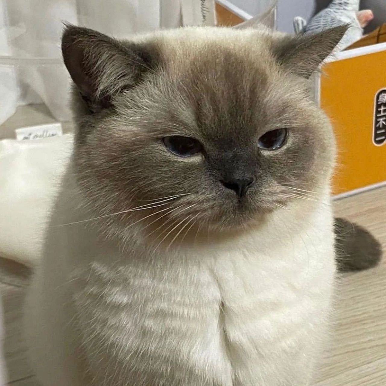 猫咪只有在你面前,才肯摘下狮子头套. 分享一些搞笑的猫咪表情包