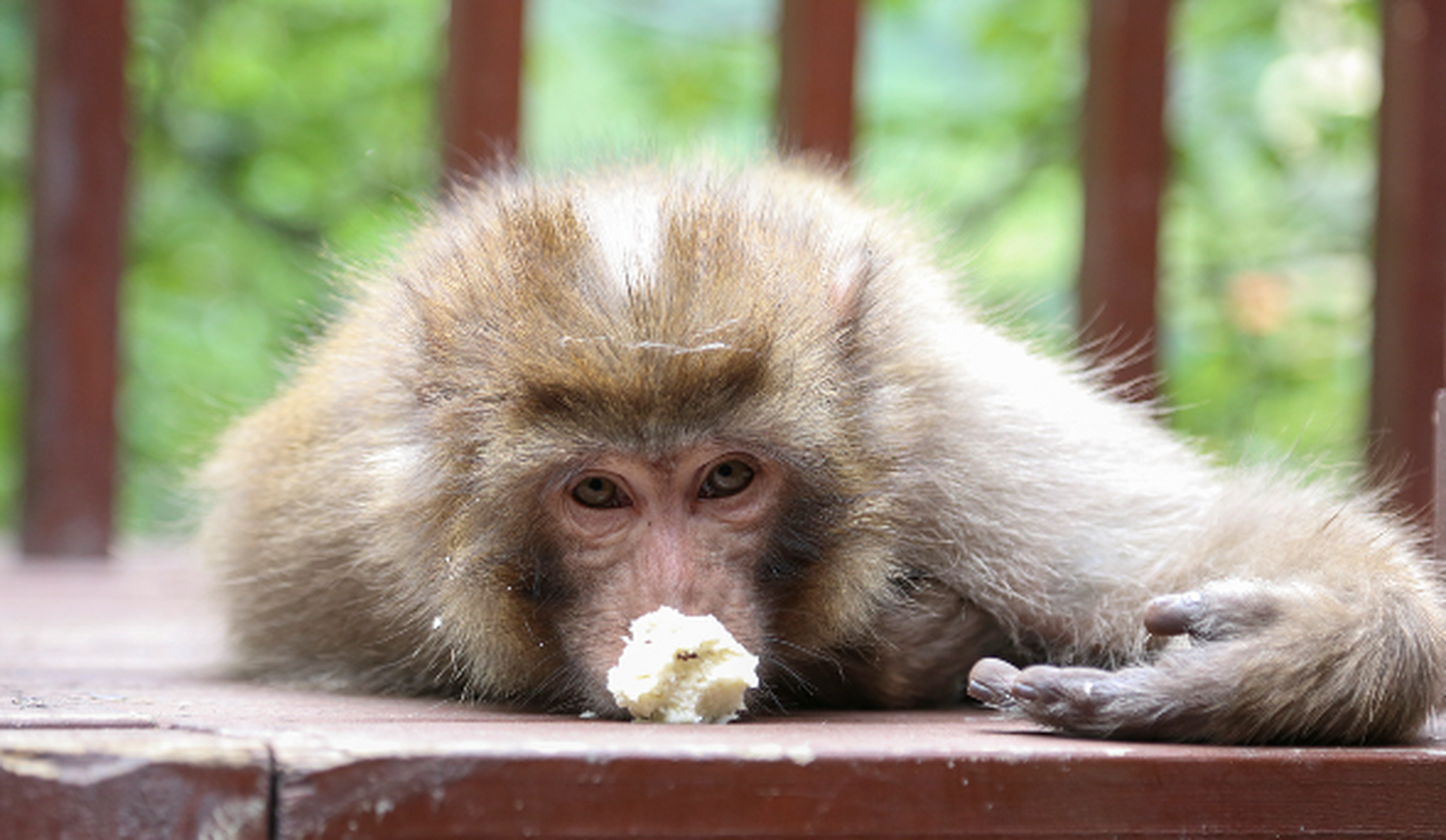 印度猴子泛滥成灾##猴子大闹印度总理办公室#在印度,猴子泛滥成灾