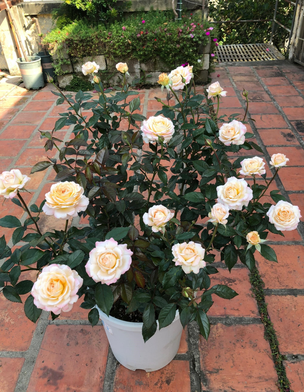 月季花"大公夫人",这几年很流行的新品种,小灌木,株高仅100公分左右