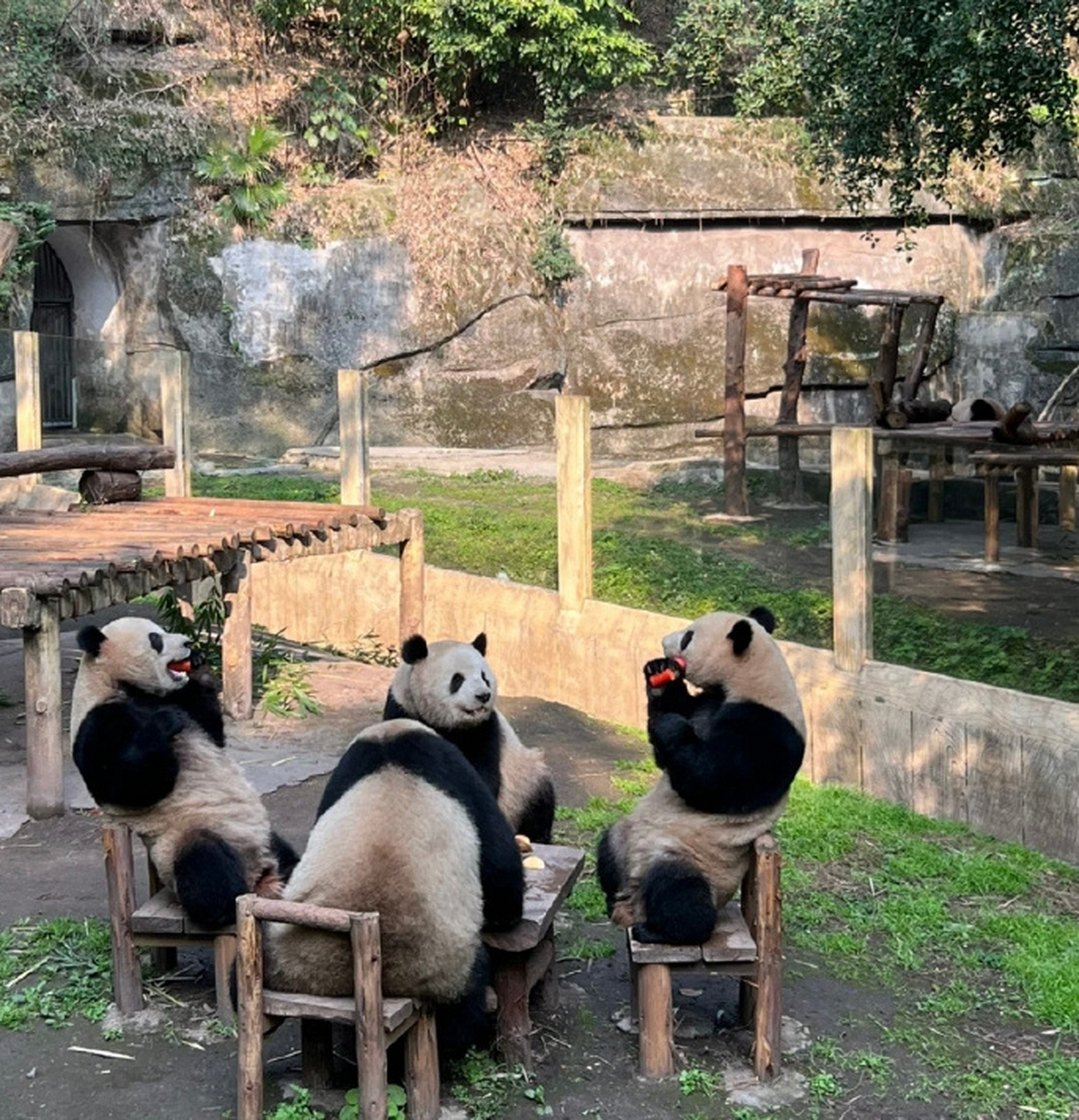 重庆动物园熊猫主打一个搞笑